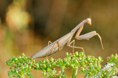 Europäische Gottesanbeterin (Mantis religiosa), Weibchen