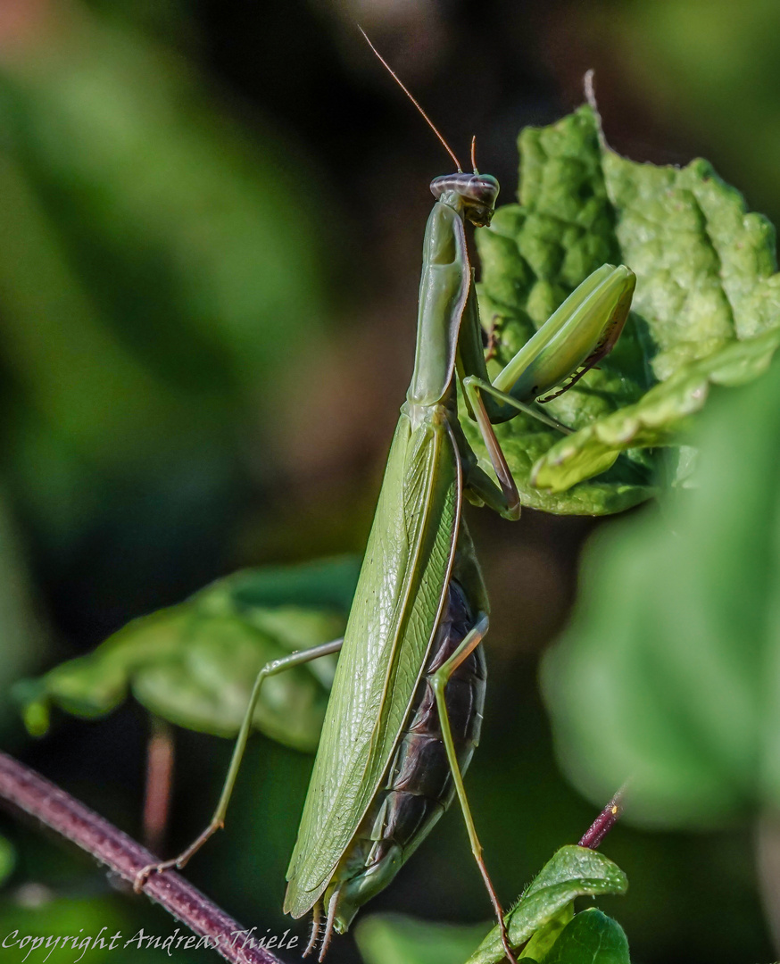 Europäische Gottesanbeterin (Mantis religiosa), Weibchen