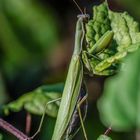 Europäische Gottesanbeterin (Mantis religiosa), Weibchen