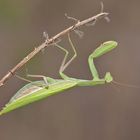 Europäische Gottesanbeterin (Mantis religiosa), Weibchen