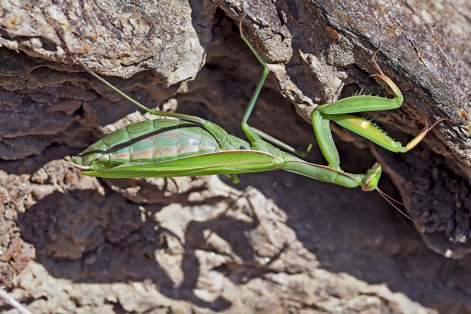 Europäische Gottesanbeterin (Mantis religiosa), Weibchen. - La mante religieuse, femelle.