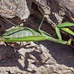 Europäische Gottesanbeterin (Mantis religiosa), Weibchen. - La mante religieuse, femelle.