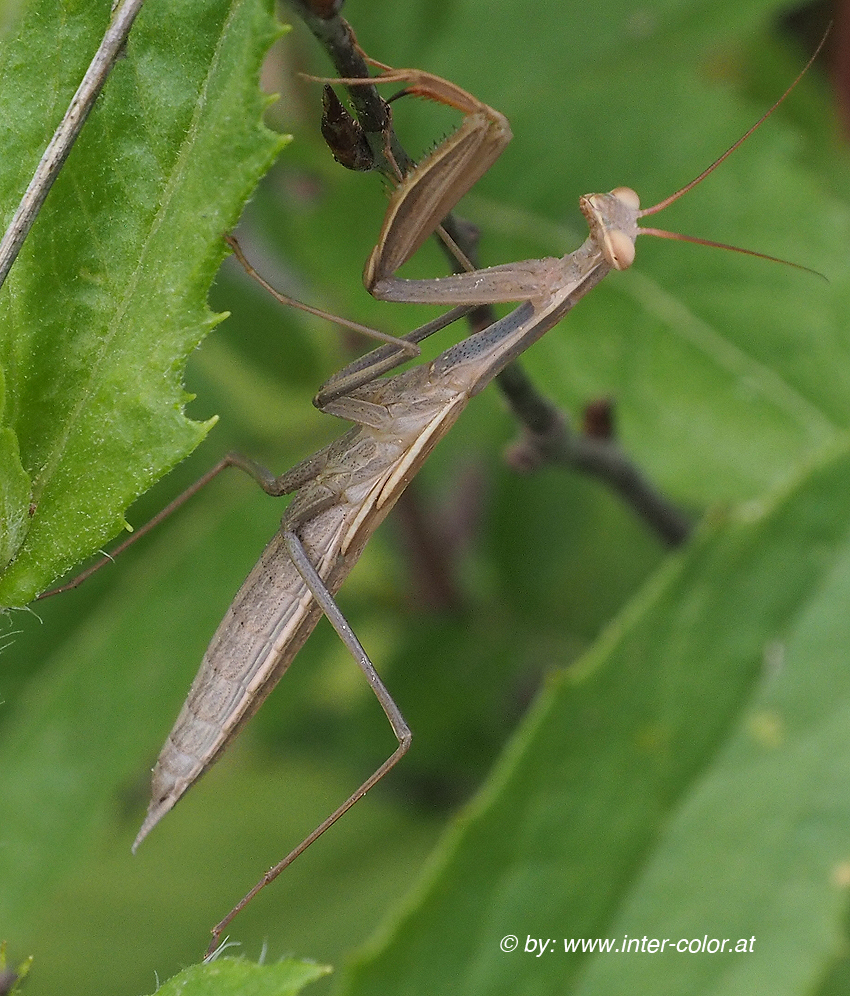 Europäische Gottesanbeterin, Mantis rligiosa