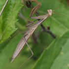 Europäische Gottesanbeterin, Mantis rligiosa