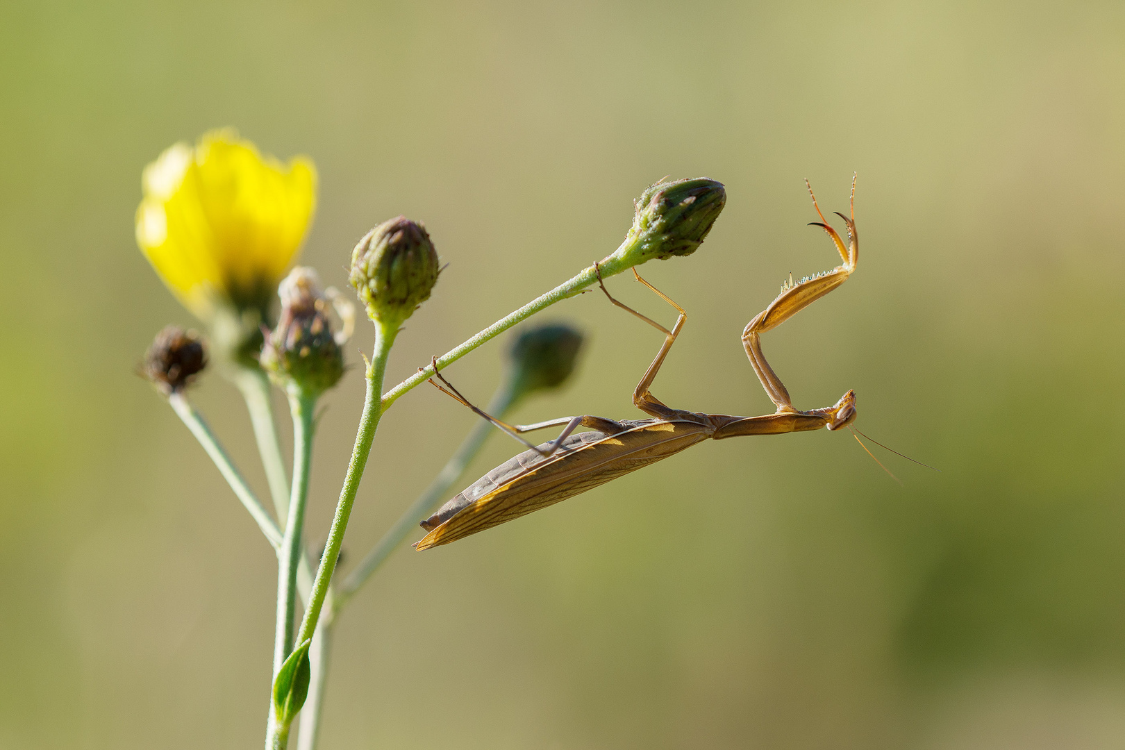 Europäische Gottesanbeterin (W) / Mantis religiosa (ND)