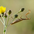 Europäische Gottesanbeterin (W) / Mantis religiosa (ND)