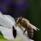 Europäische Honigbiene auf Futtersuche...