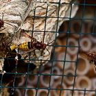 Europäische Hornisse (Vespa crabro)