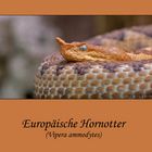 Europäische Hornnatter