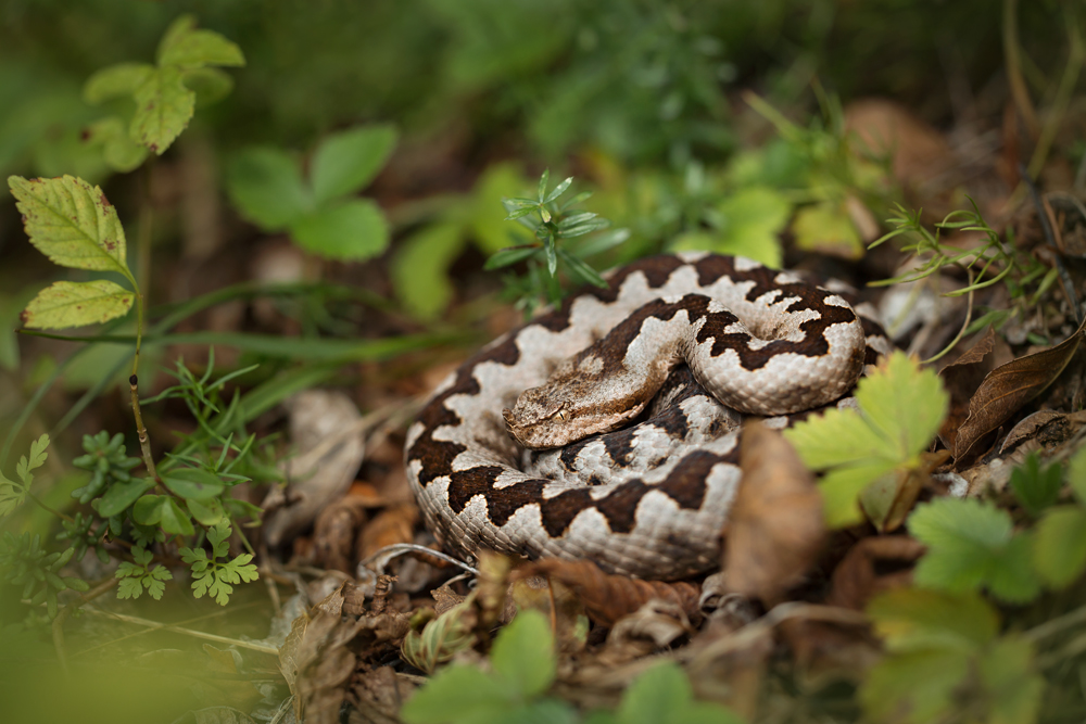 Europäische Hornotter (Vipera ammodytes)