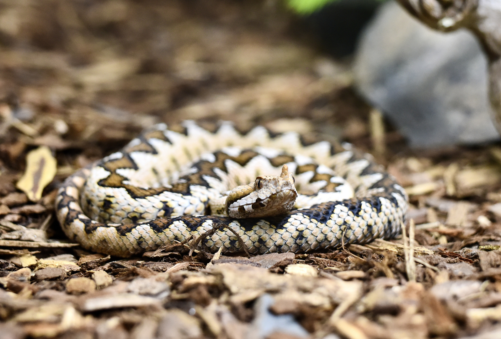 Europäische Hornviper