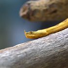 Europäische Hornviper