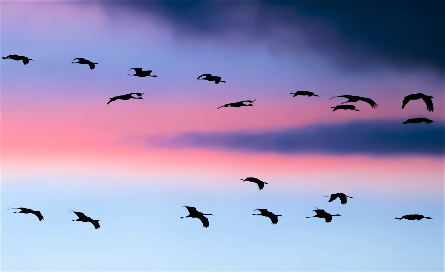 Europäische Kraniche ( grus grus) auf dem weg zum schlafplatz