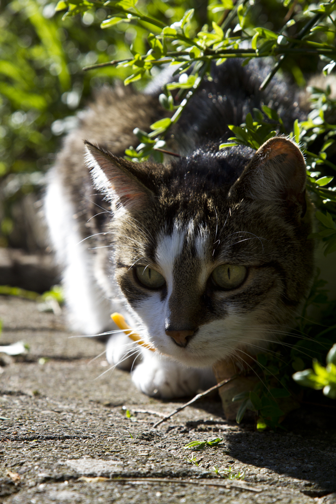 Europäische Kurzhaarkatze