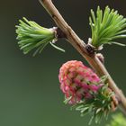 Europäische Lärche (Larix decidua)