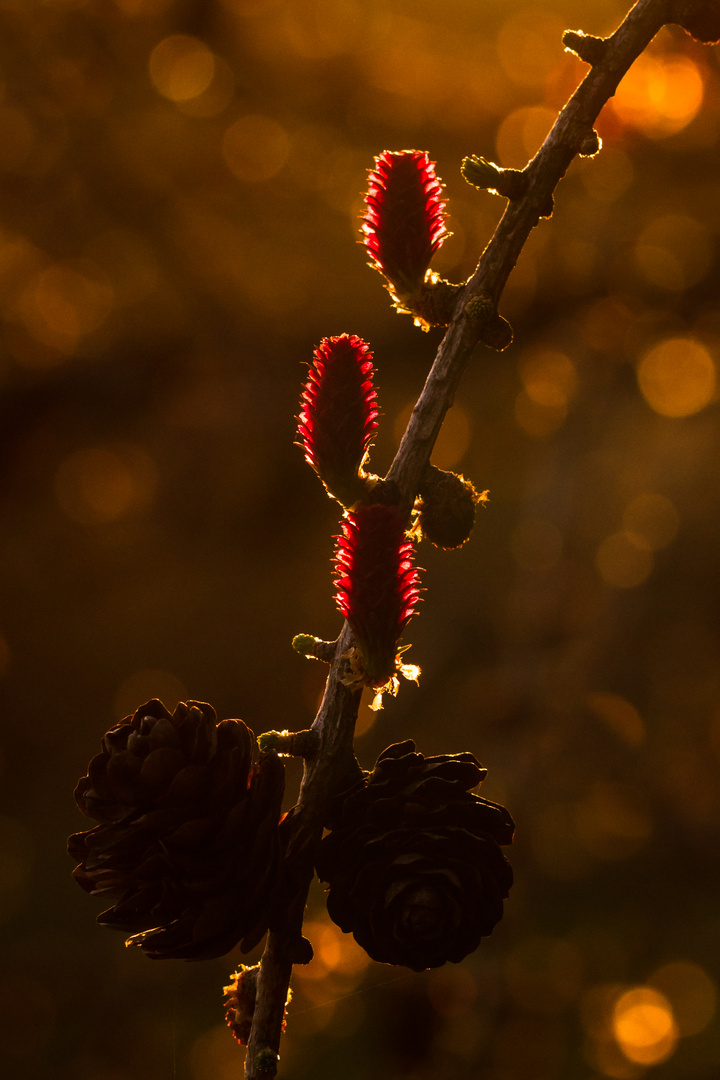 Europäische Lärche (Larix decidua)