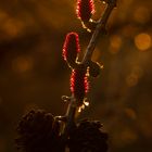 Europäische Lärche (Larix decidua)