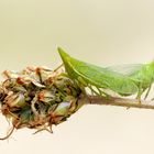 Europäische Laternenträger (Dictyophara europaea) bei der Paarung