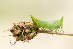 Europäische Laternenträger (Dictyophara europaea) bei der Paarung