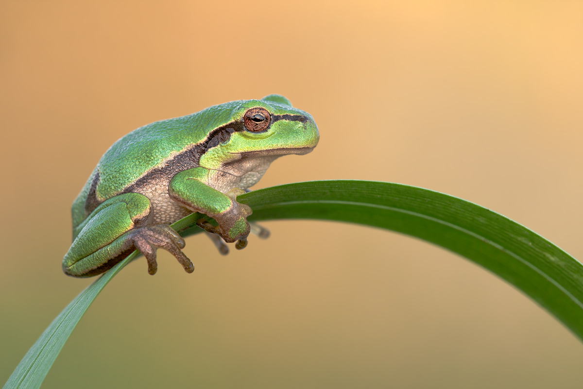 Europäische Laubfrosch Hyla arborea