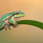 Europäische Laubfrosch Hyla arborea