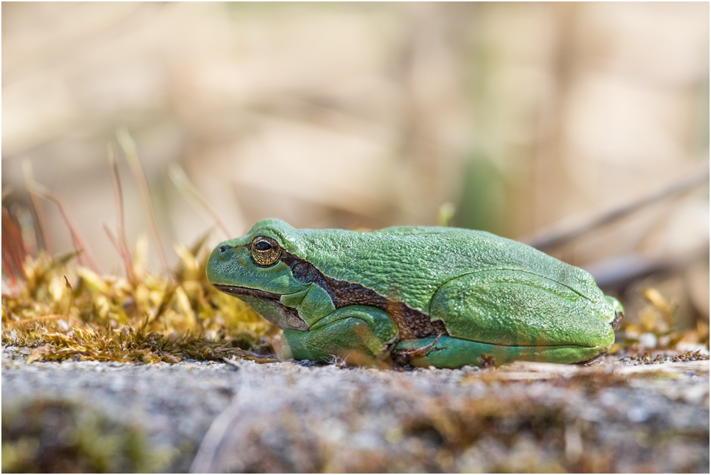 Europäische Laubfrosch (Hyla arborea)