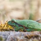 Europäische Laubfrosch (Hyla arborea)