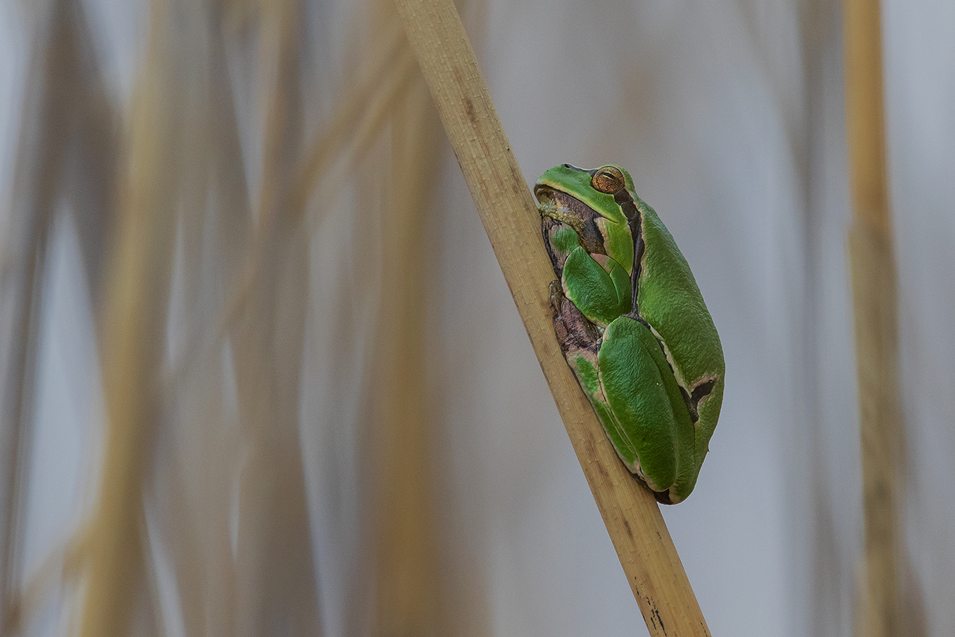 Europäische Laubfrosch (Hyla arborea)	