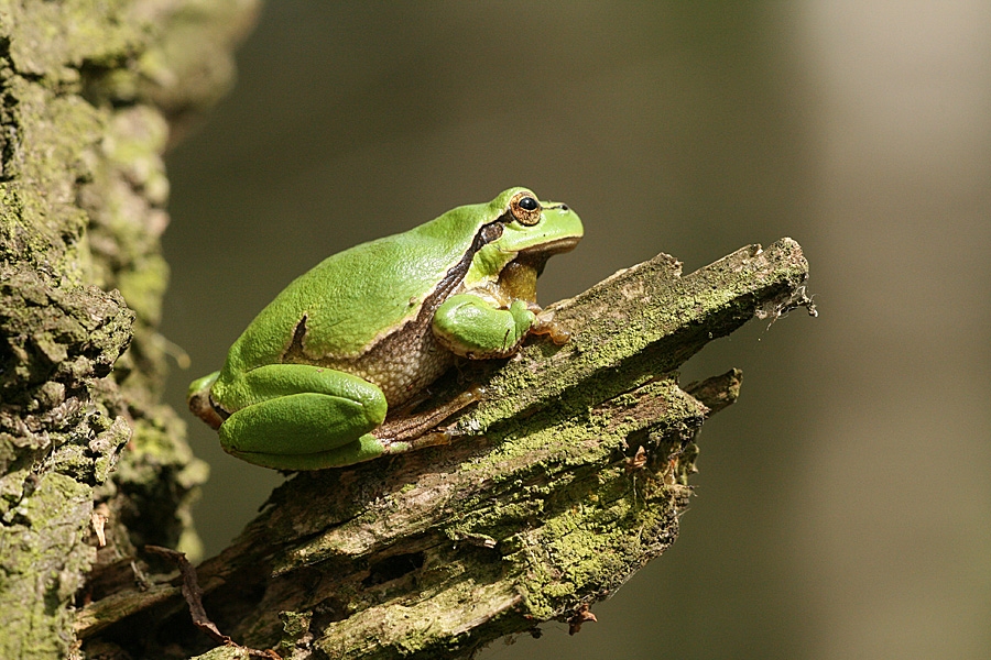 Europäische Laubfrosch (Hyla arborea)