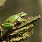 Europäische Laubfrosch (Hyla arborea)