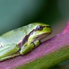 Europäische Laubfrosch (Hyla arborea)