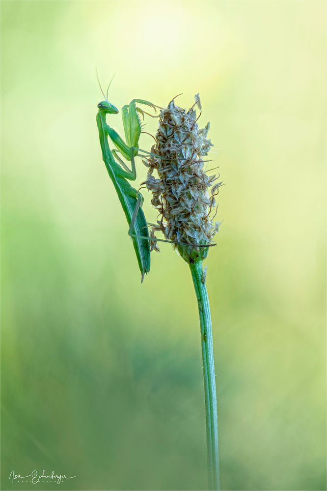 Europäische Mantis religiosa