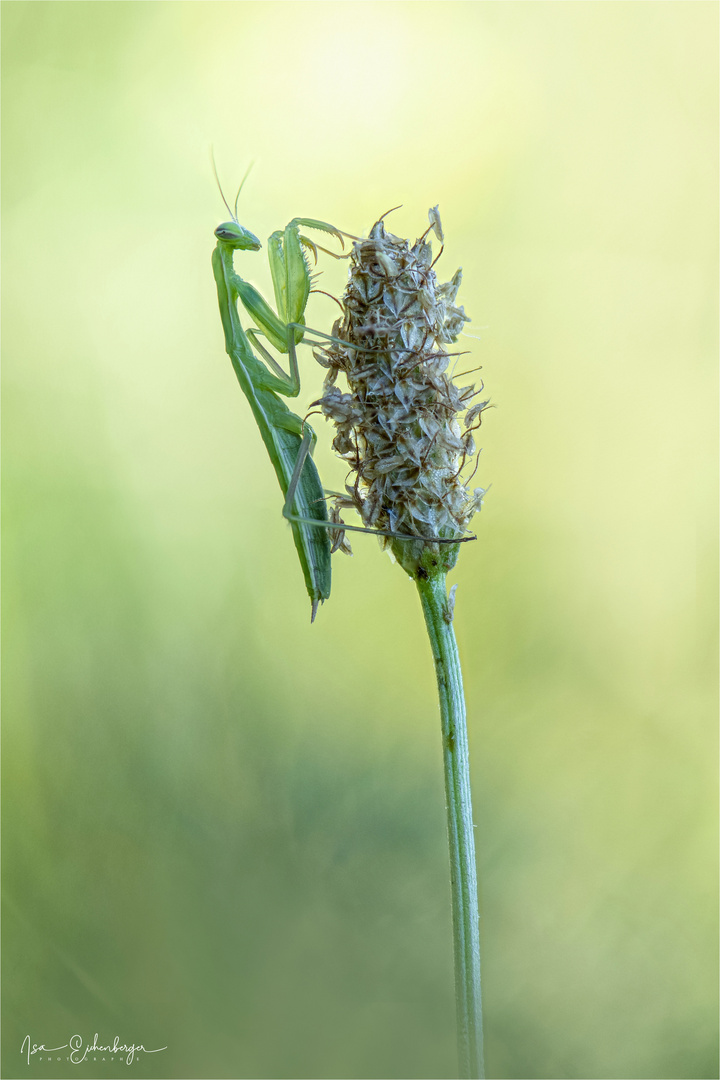 Europäische Mantis religiosa