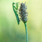 Europäische Mantis religiosa