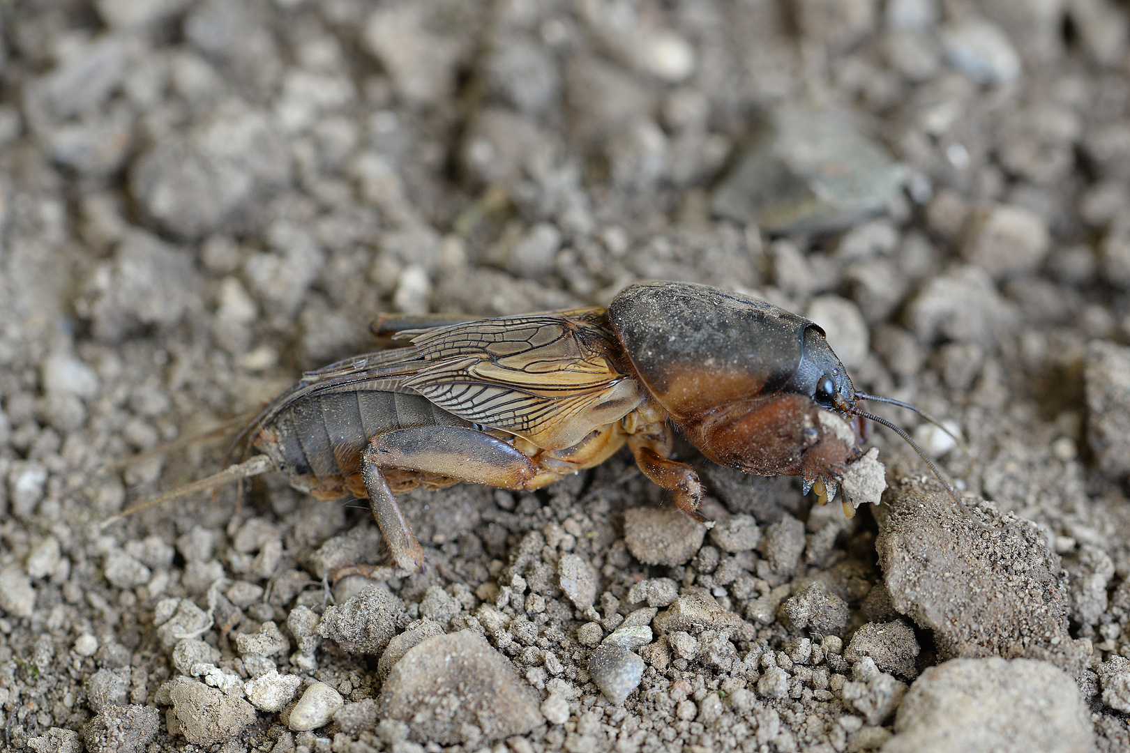 Europäische Maulwurfsgrille - Gryllotalpa gryllotalpa