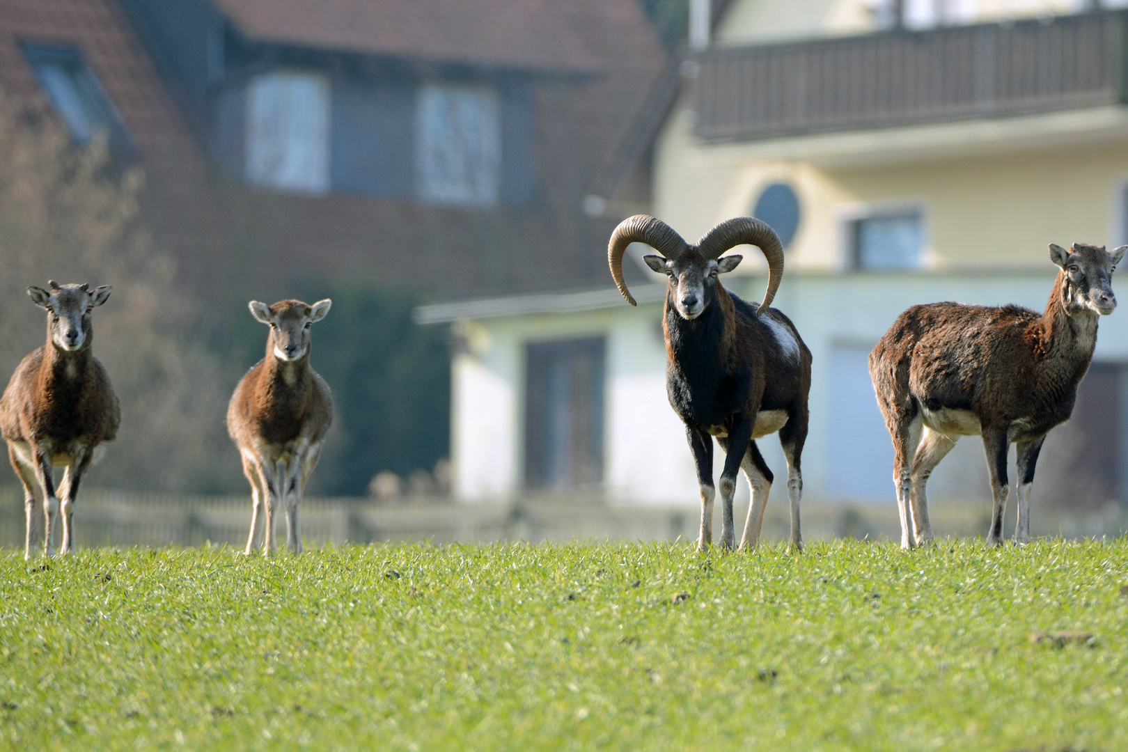 Europäische Mufflons (Ovis orientalis musimon)