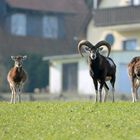 Europäische Mufflons (Ovis orientalis musimon)