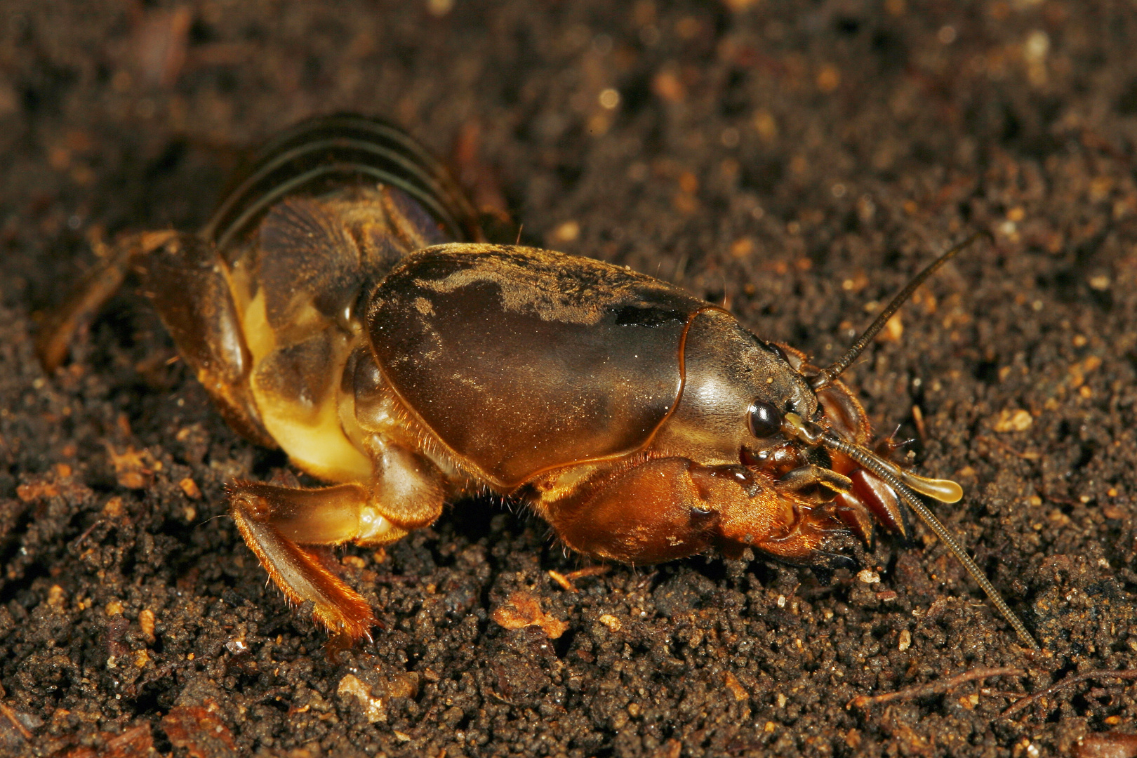 Europäische- oder Gemeine Maulwurfsgrille, Werre - Gryllotalpa gryllotalpa (Linnaeus, 1758)