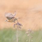 Europäische Schwarzkehlchen Dame (Saxicola rubicola)