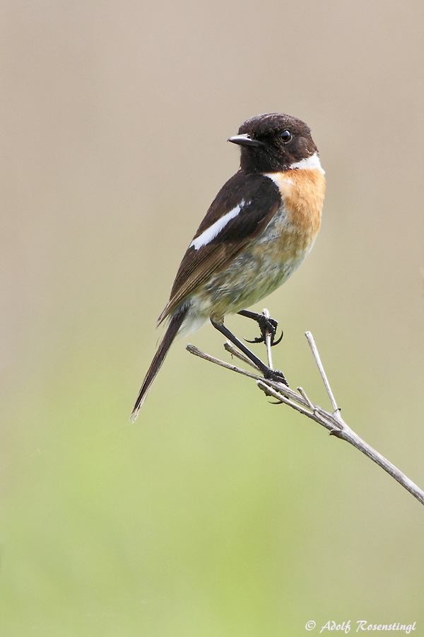 Europäische Schwarzkehlchen (Saxicola rubicola)