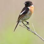 Europäische Schwarzkehlchen (Saxicola rubicola)