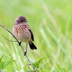 Europäische Schwarzkehlchen (Saxicola rubicola) Jungvogel