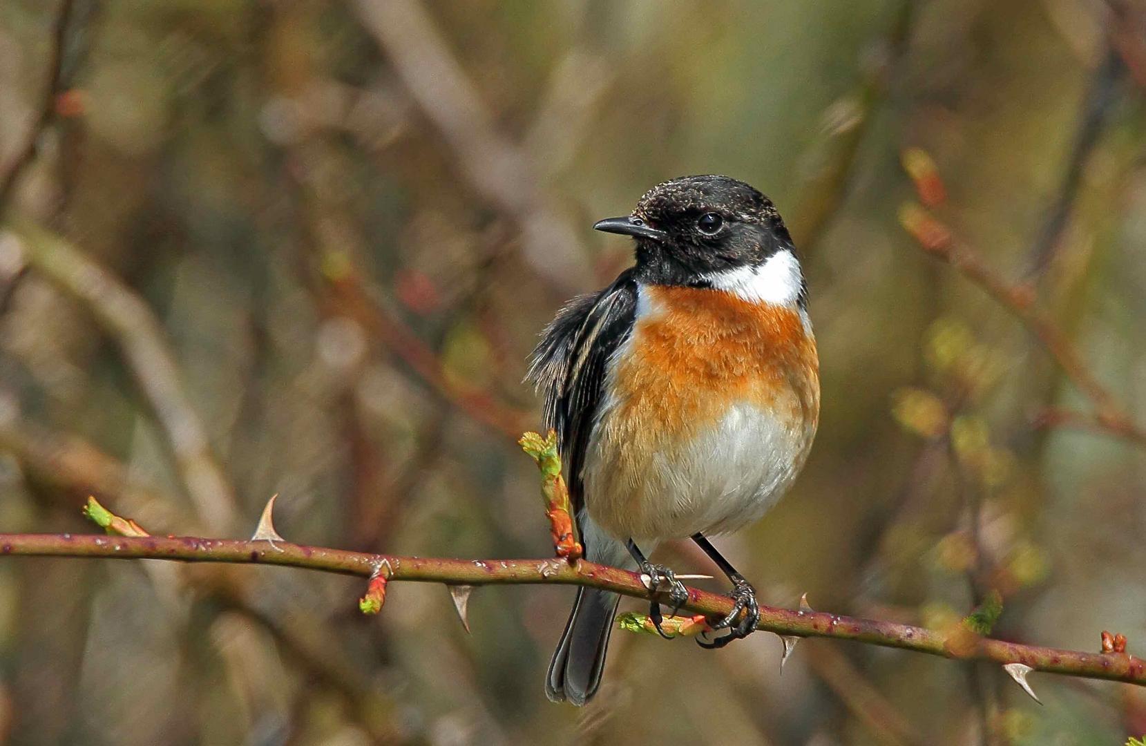 Europäische Schwarzkehlchen (Saxicola rubicola) - männlich