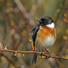 Europäische Schwarzkehlchen (Saxicola rubicola) - männlich