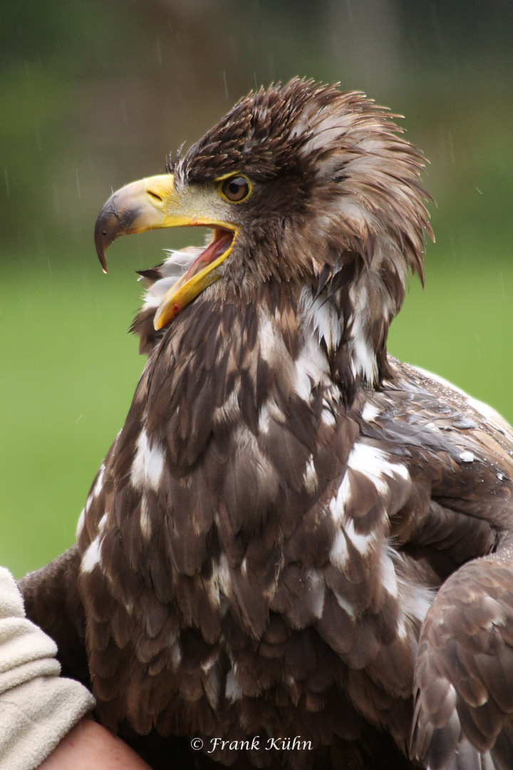 Europäische Seeadlerdame im Regen