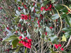 Europäische Stechpalme