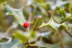 Europäische Stechpalme mit Frucht