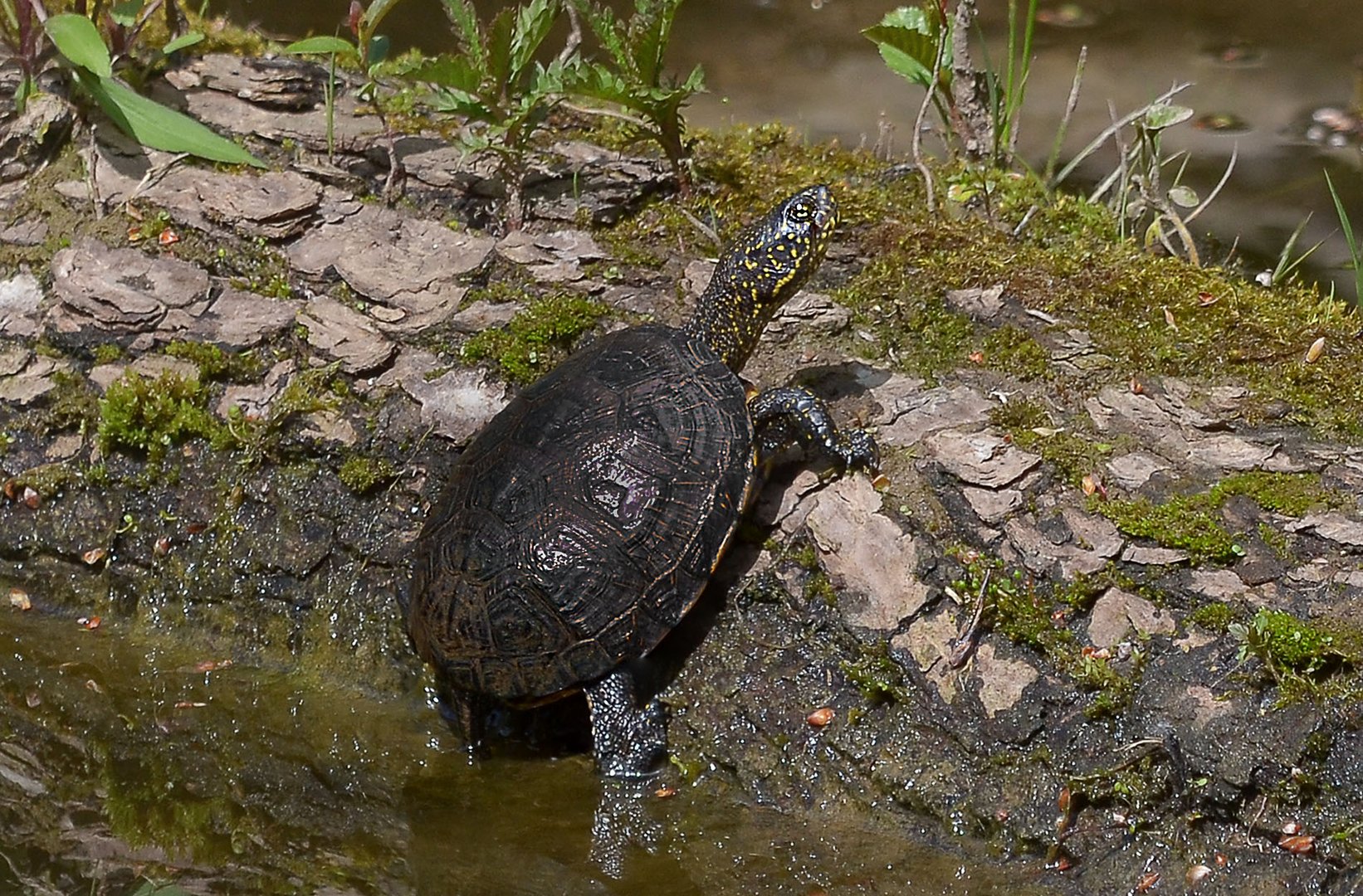 Europäische Sumpfschildkröte