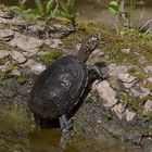 Europäische Sumpfschildkröte