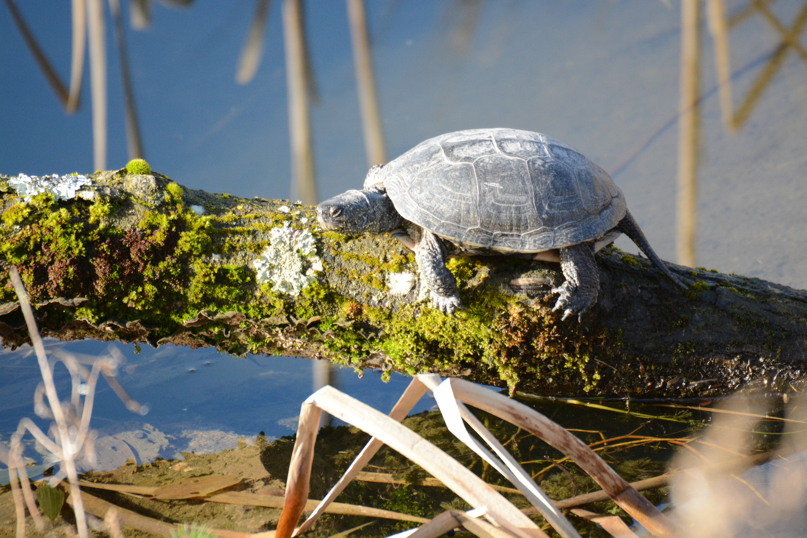 Europäische Sumpfschildkröte